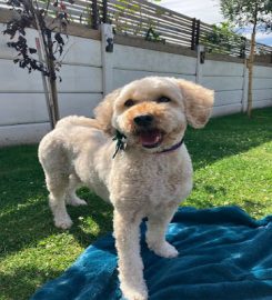 Extra Care Dog Day Care and Boarding