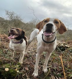 Extra Care Dog Day Care and Boarding