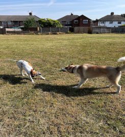 Extra Care Dog Day Care and Boarding