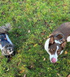 Hartford Hounds Dog Walking