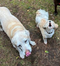 Hartford Hounds Dog Walking