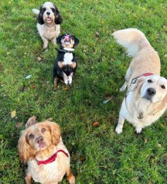 Hartford Hounds Dog Walking