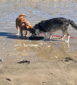 Cornwall Home Dog Boarding