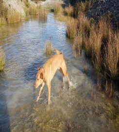 Puddles & Paws Pet Services