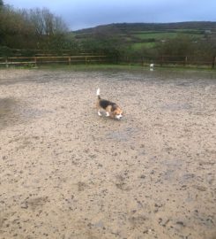 Park-your-paws. Doggy day care, home boarding & dog walking