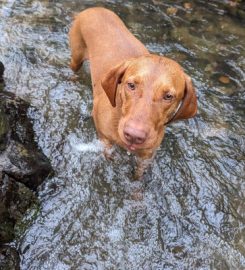 Cornwall Canine Adventures