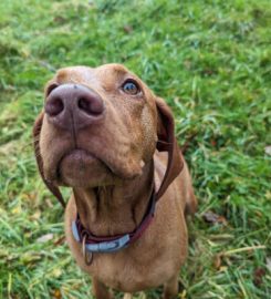 Cornwall Canine Adventures