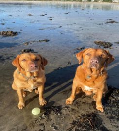 River Fowey Dog Adventures