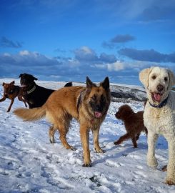 Happy Hounds Newquay – Dog Walker & Sitter