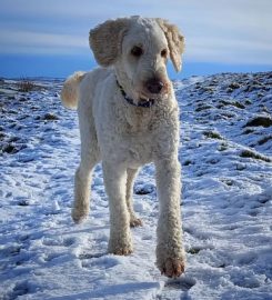 Happy Hounds Newquay – Dog Walker & Sitter