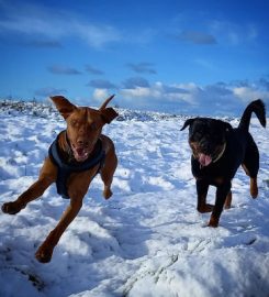 Happy Hounds Newquay – Dog Walker & Sitter