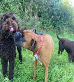 Into the Wild Dog Walking Newquay