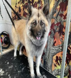 AHeadofthepack Newquay Dog Day Care & Grooming