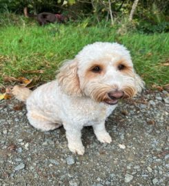 Peak Paws Dog Walking