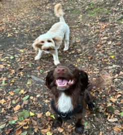 Peak Paws Dog Walking