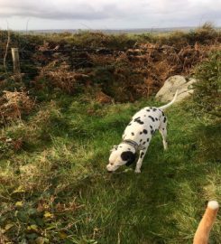 Muddy Paws Cornwall