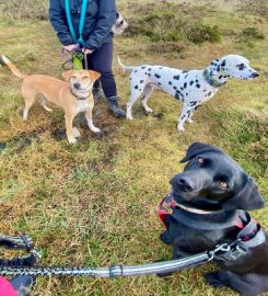 Muddy Paws Cornwall