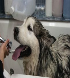 Dirty Dog Grooming and Self Service Dog Wash