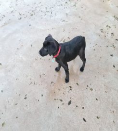 Crestlands Boarding Kennels & Cattery