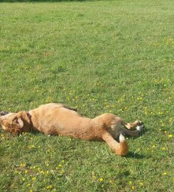 Polgoda Dogs Grooming and Exercise Field