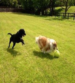 Glyndale Kennels and Cattery