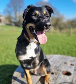 Wuf Boarding Kennels