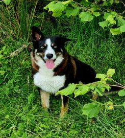 Wuf Boarding Kennels