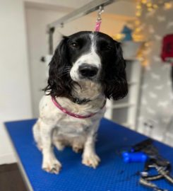 Paws With Thought Dog Grooming (Kendal) Ltd