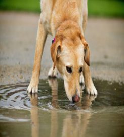 Croft Veterinary Centres – Bolsover