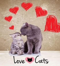 Love Cats Buxton