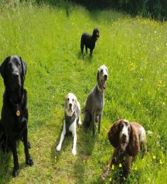 St Thomas Dog Walking and Pet Services