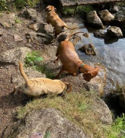 Muddy Boots Dog Walking