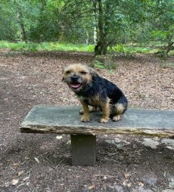 Muddy Boots Dog Walking