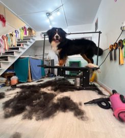 The Dog Groomers