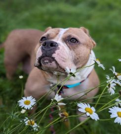 Pupsters Dog Grooming Totnes