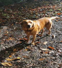 Dartmoor Dogs Pet Services