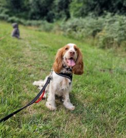 Little Gems Devon Dogs