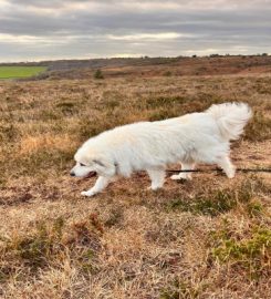 Fi’s Dog Walkies