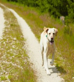 woodland walkies