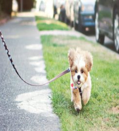 Williamsdogwalkingservices