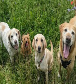 Dorset Dog Walking