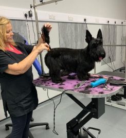 Snoots Dog Grooming Training Centre