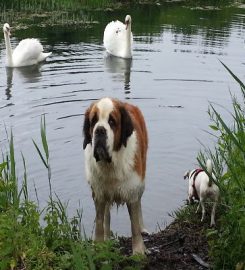 Dog Walker Lewes