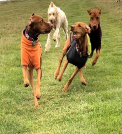 Strolling Hounds