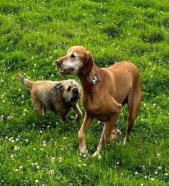 Strolling Hounds