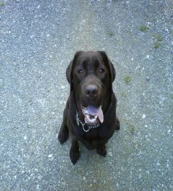 Sussex Dog Walker