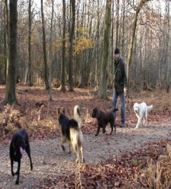 Sussex Dog Walker