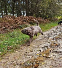 Happy Tails – Dog Walking Services