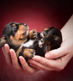 Snuggle and Cuddle Home Dog Boarding (5* Wealden District Council Licence)