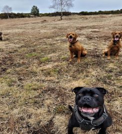 Paw Buddies Dog Walking